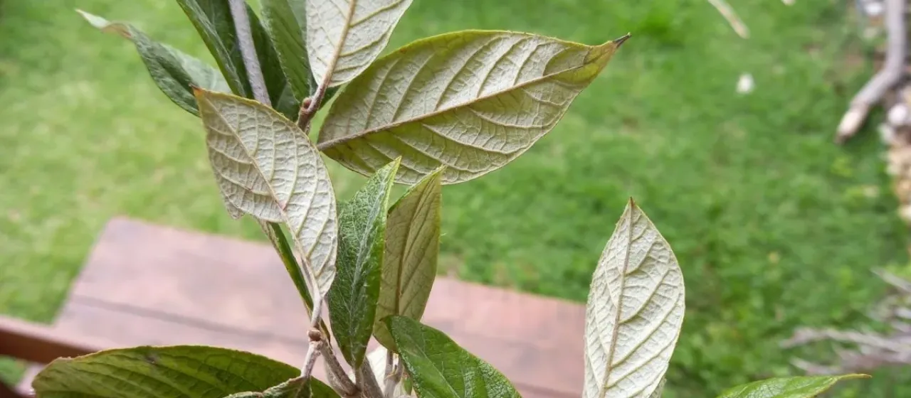 Trigonia nivea