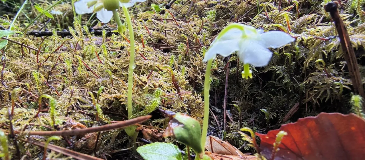 One-flowered wintergreen