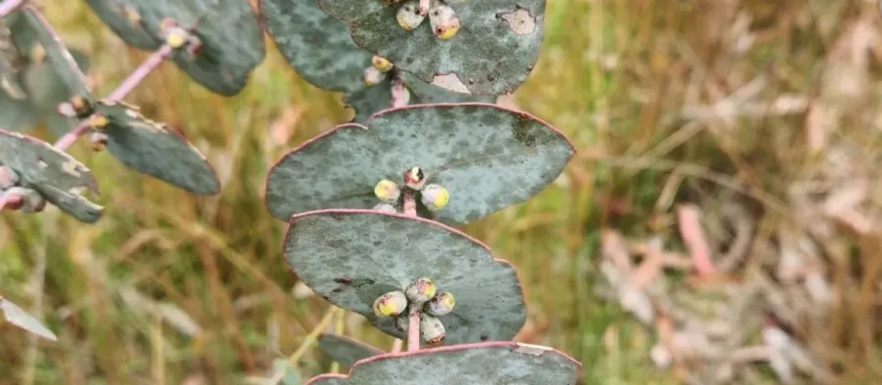Perrin's Eucalyptus