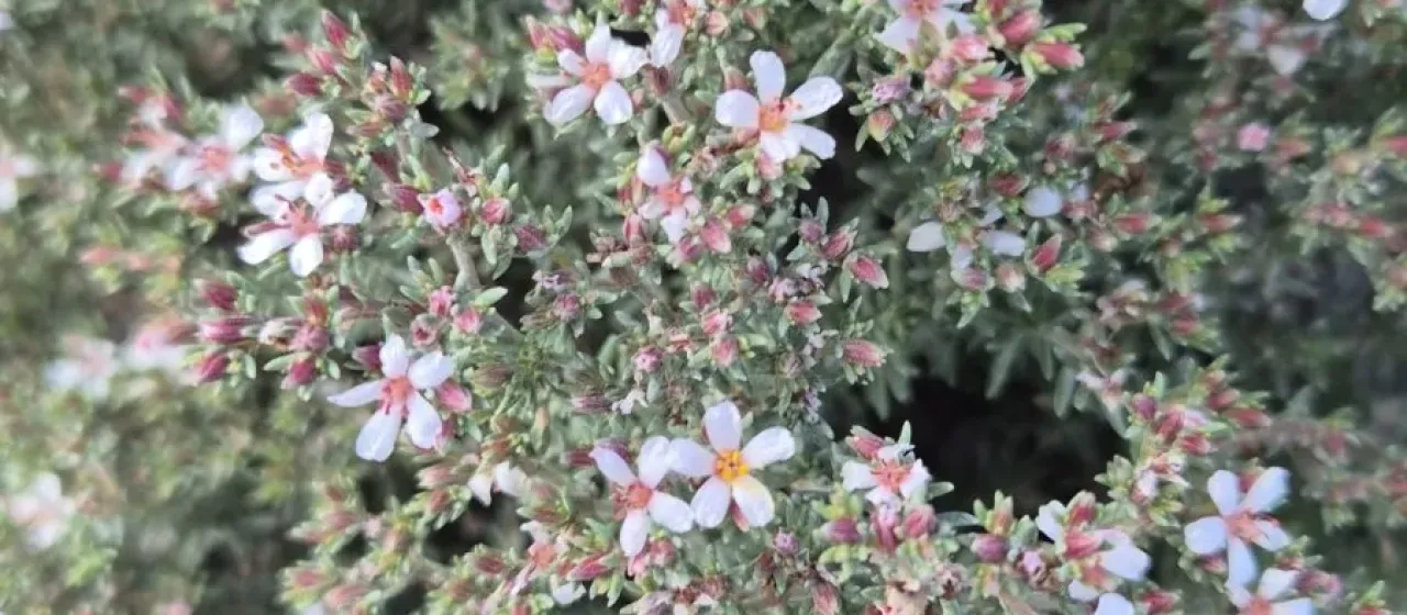 Frankenia corymbosa