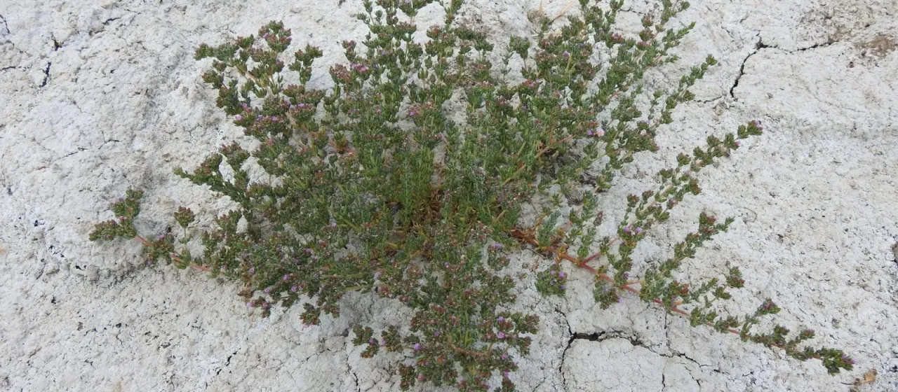 Frankenia boissieri