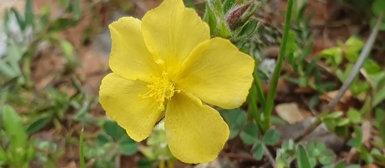 Arabian rockrose