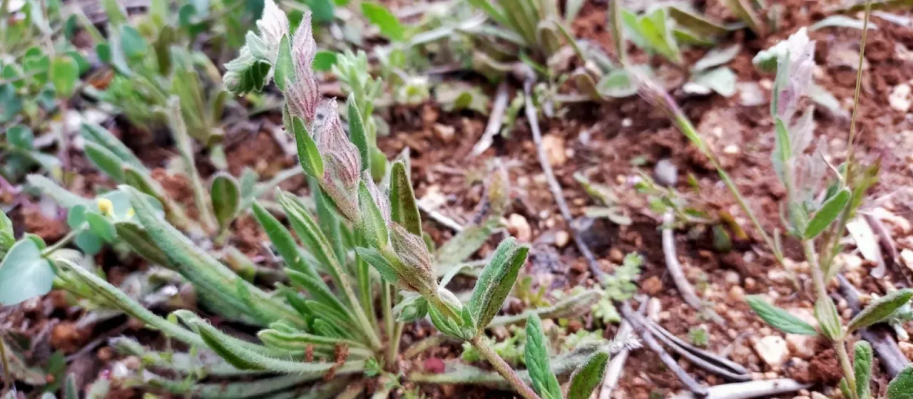 Narrow-leaved sunrose
