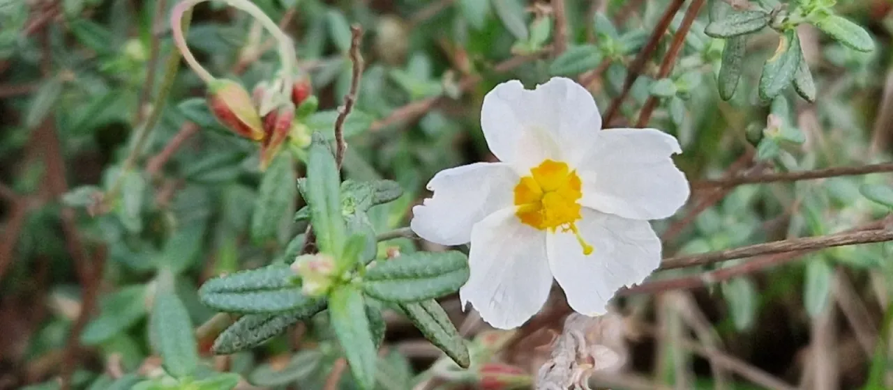 White rockrose