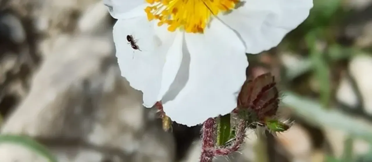 Helianthemum asperum
