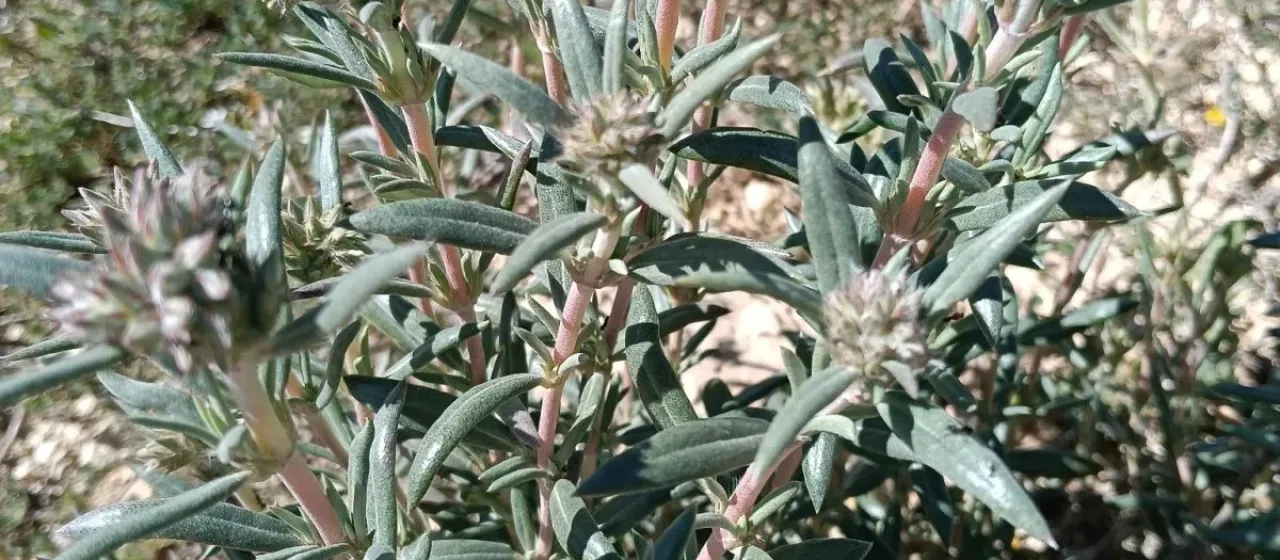 Syrian rock-rose
