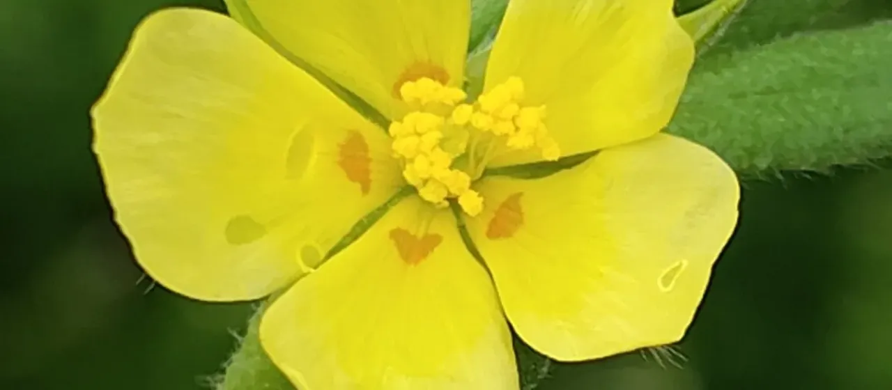 Helianthemum ledifolium