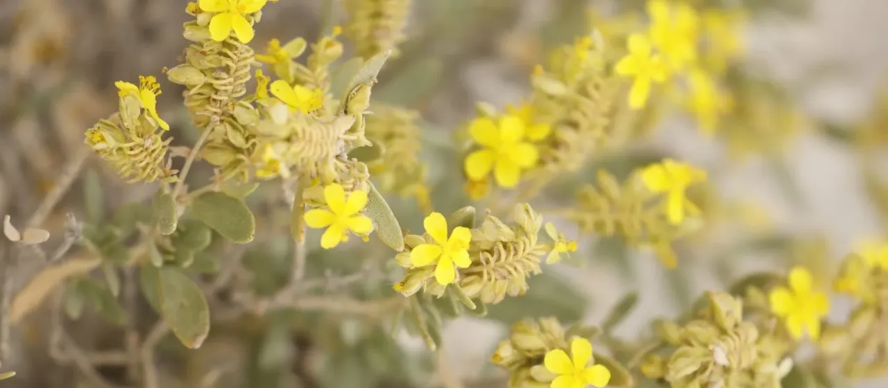 Scaly rockrose