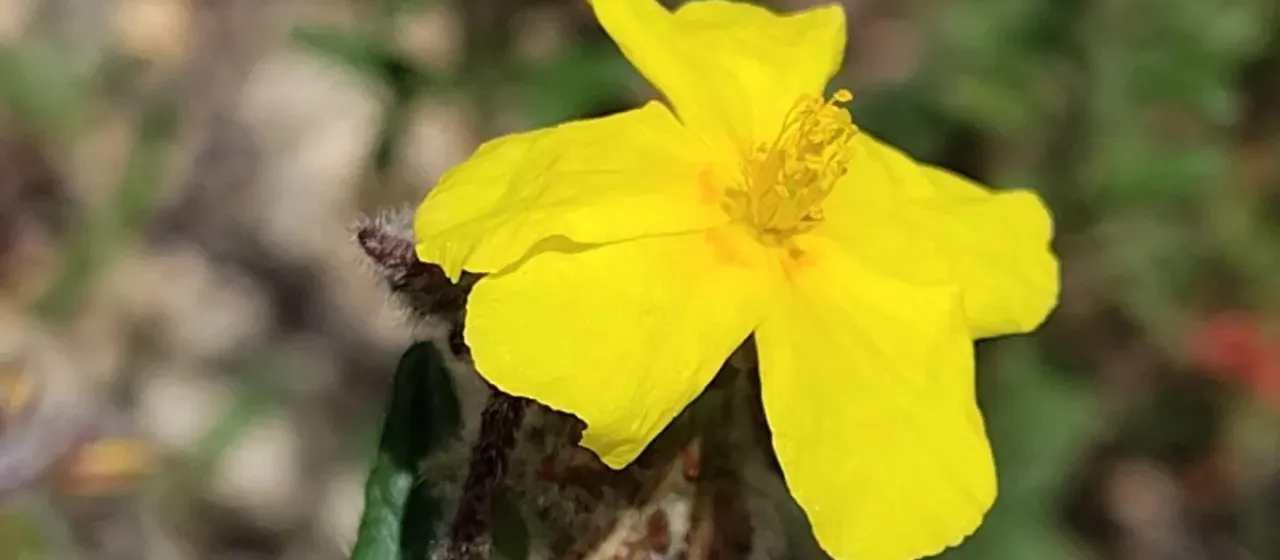 Hoary rock-rose