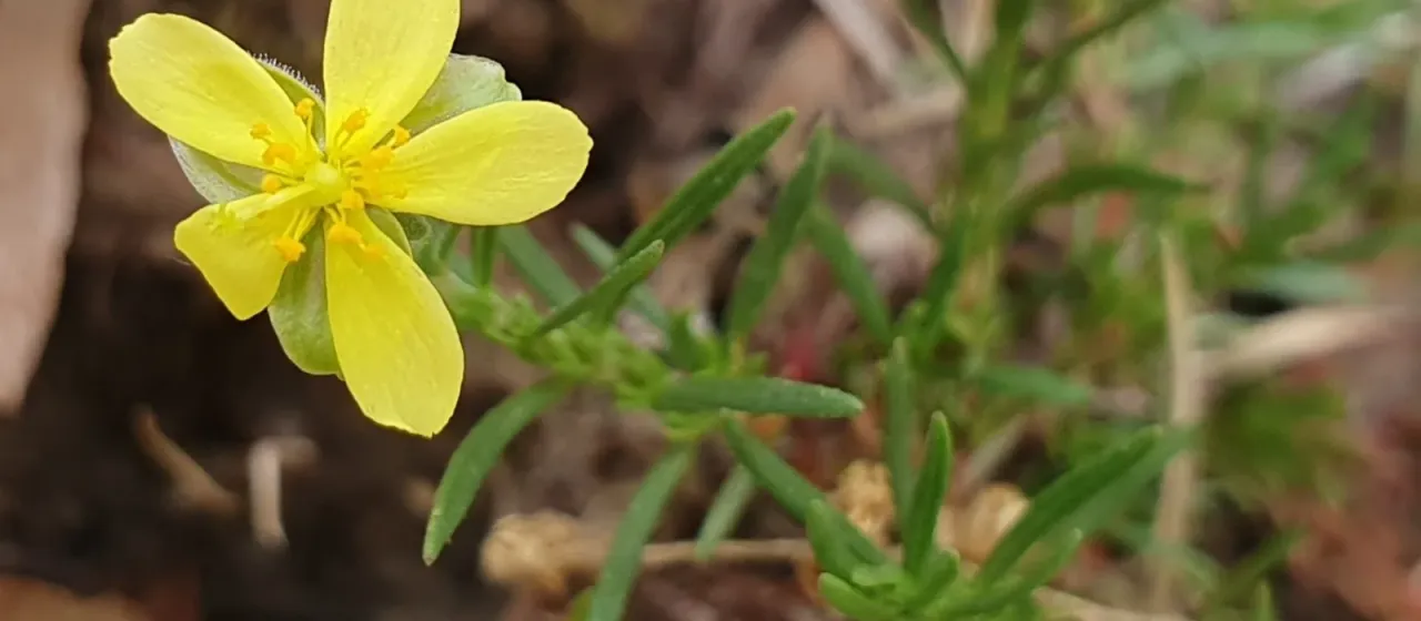 Juniper-leaved rockrose