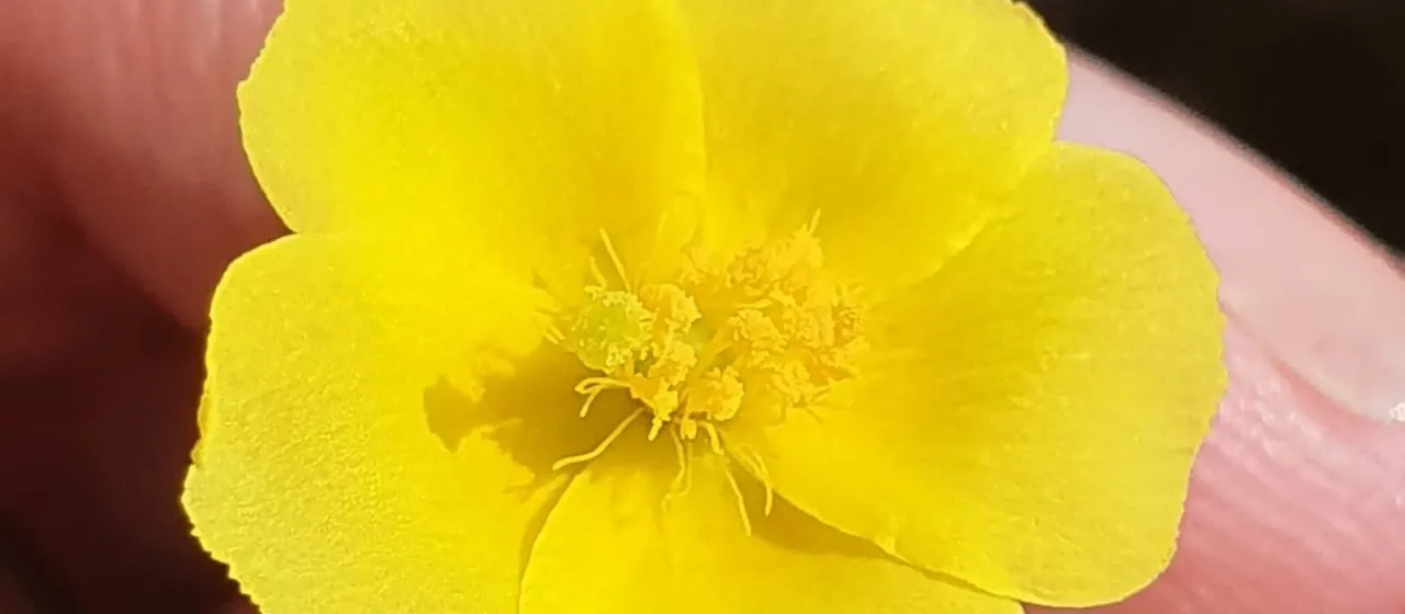 Needle-leaved fumana