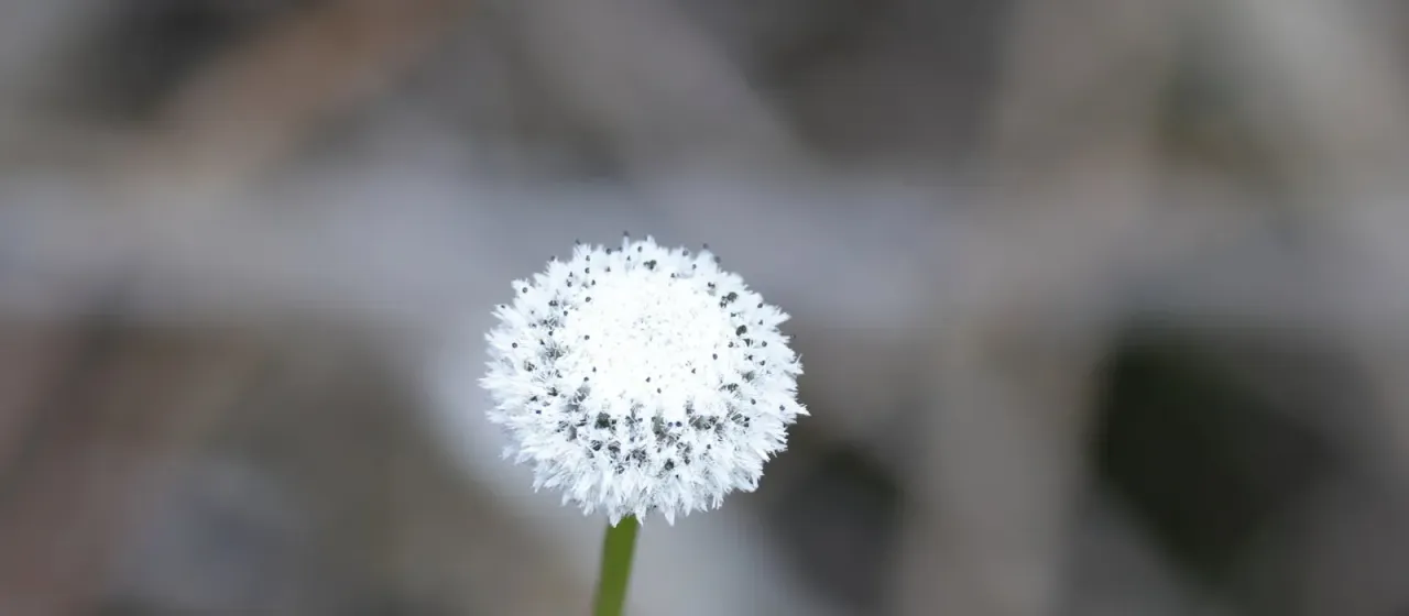 Eriocaulon L.