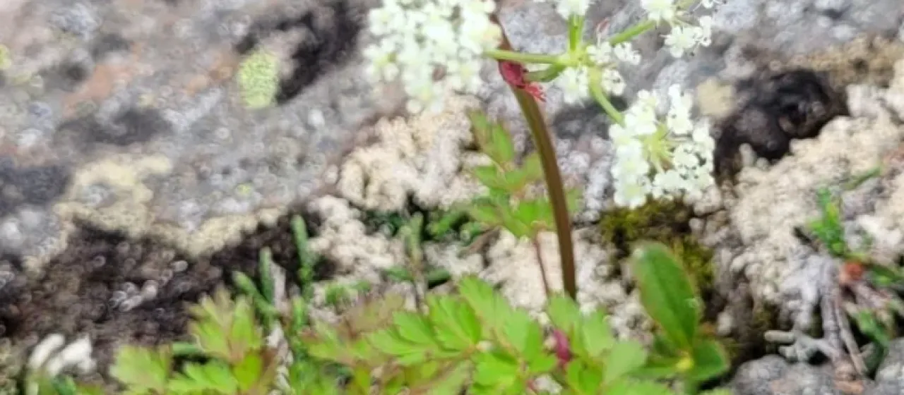 Tilingia ajanensis