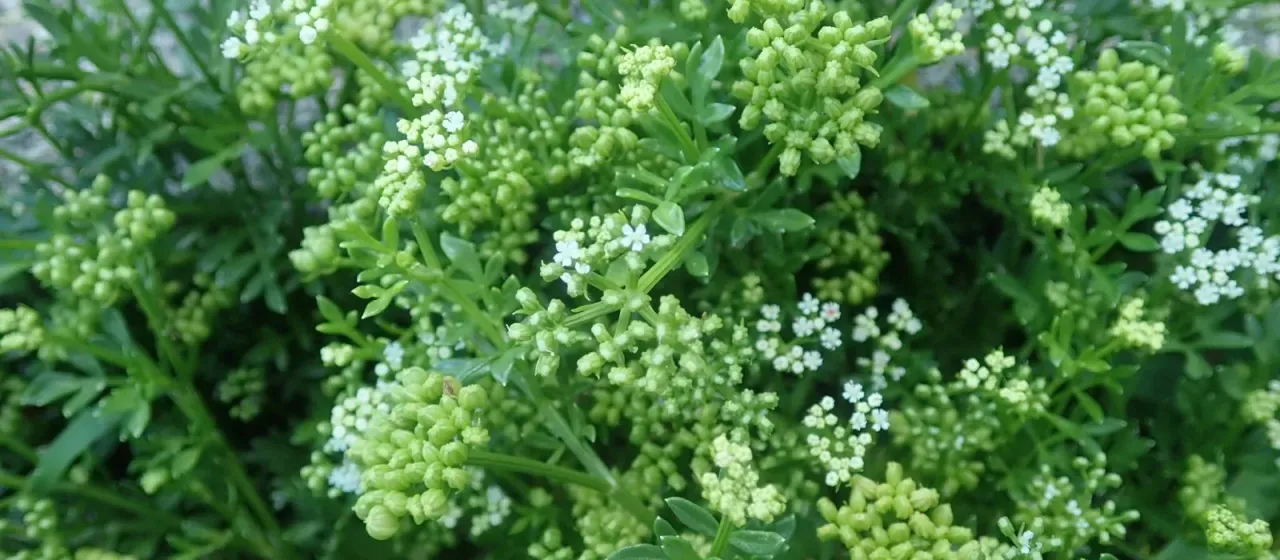 Cnidium japonicum