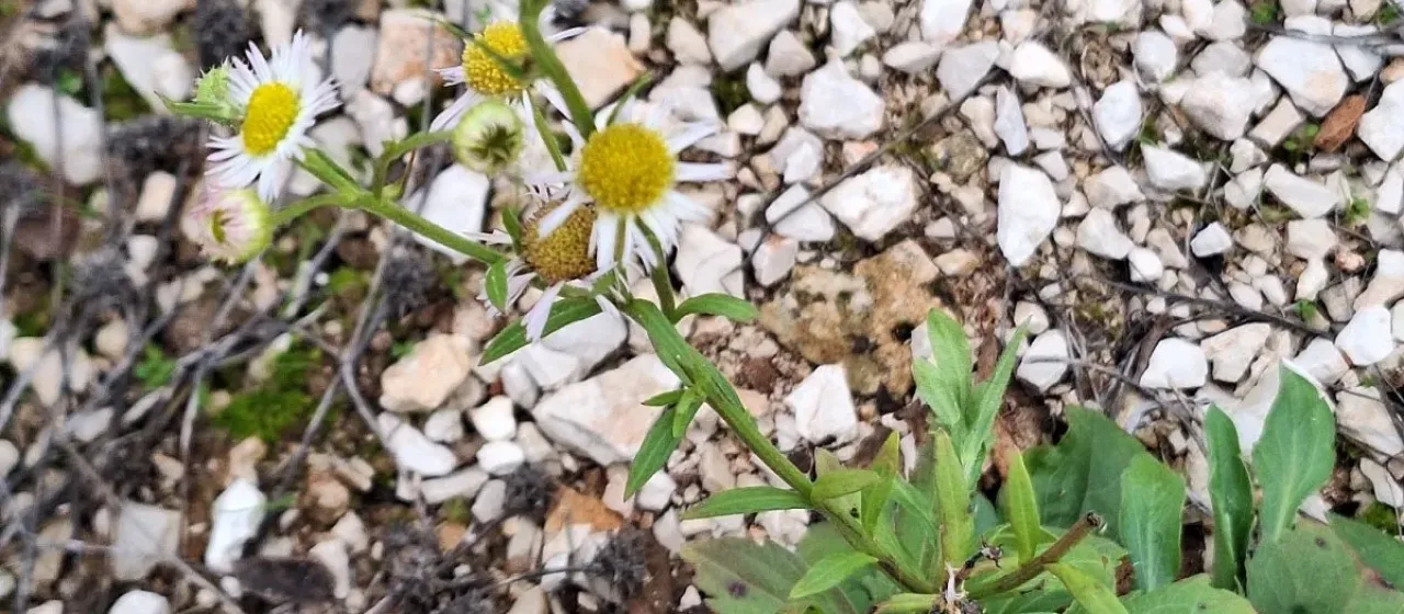Annual fleabane