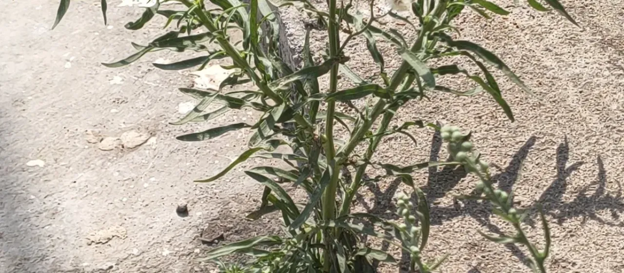 Flaxleaf fleabane