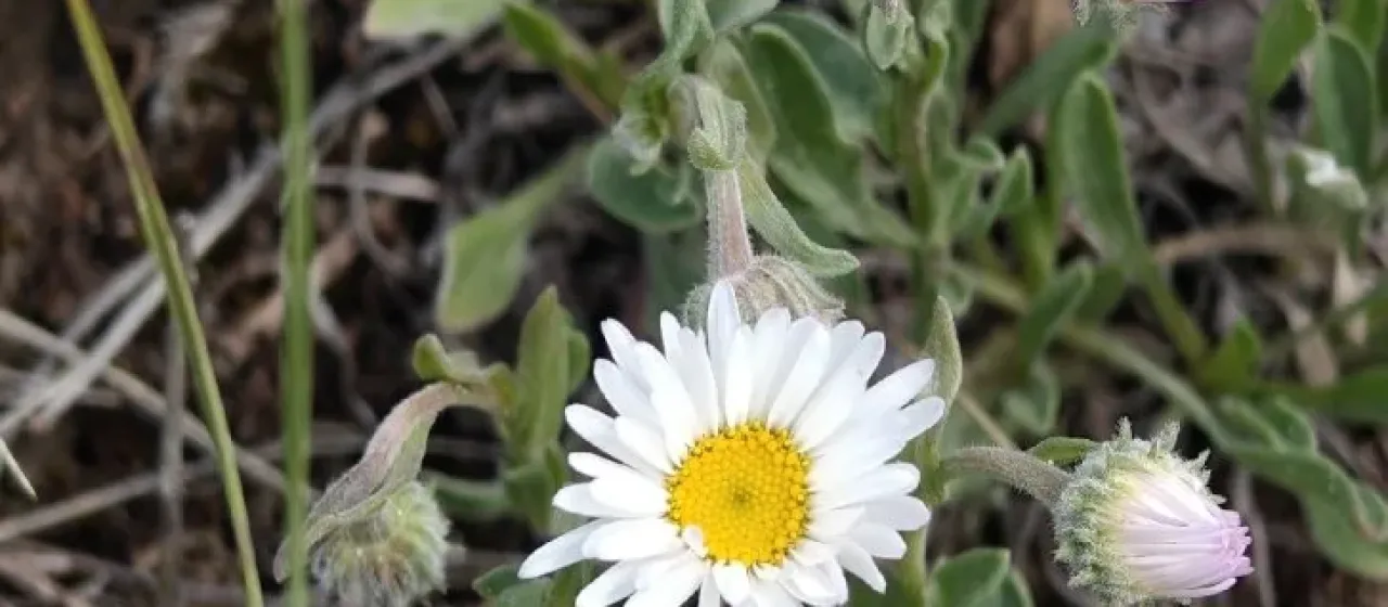 Tufted fleabane