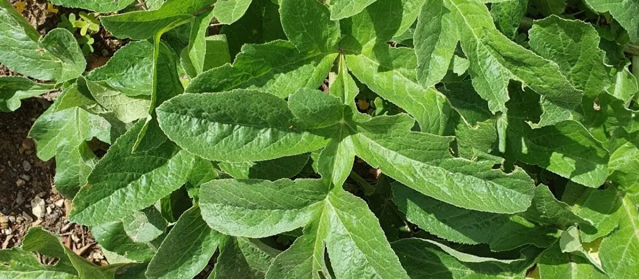 Magydaris pastinacea