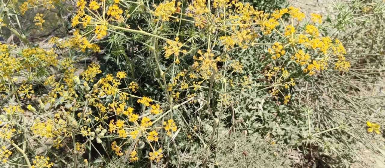 Ferulago nodosa