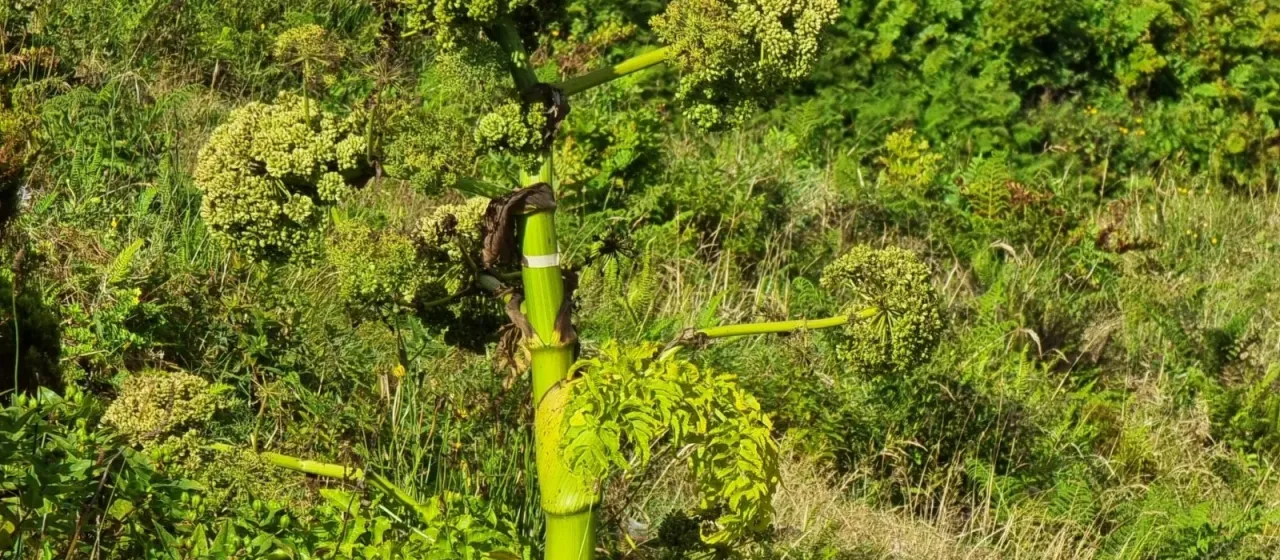 Angelica lignescens