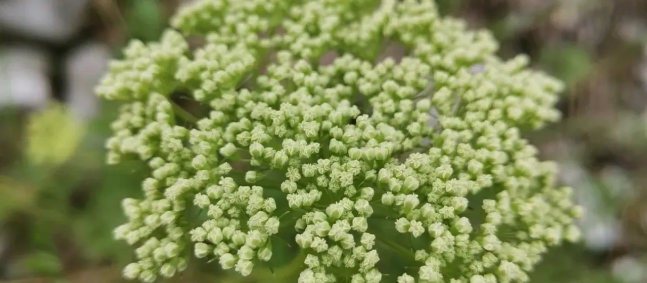 Cnidium silaifolium