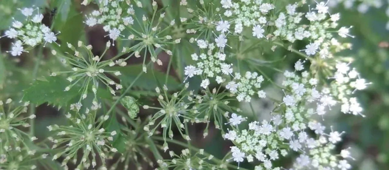 Ammi trifoliatum