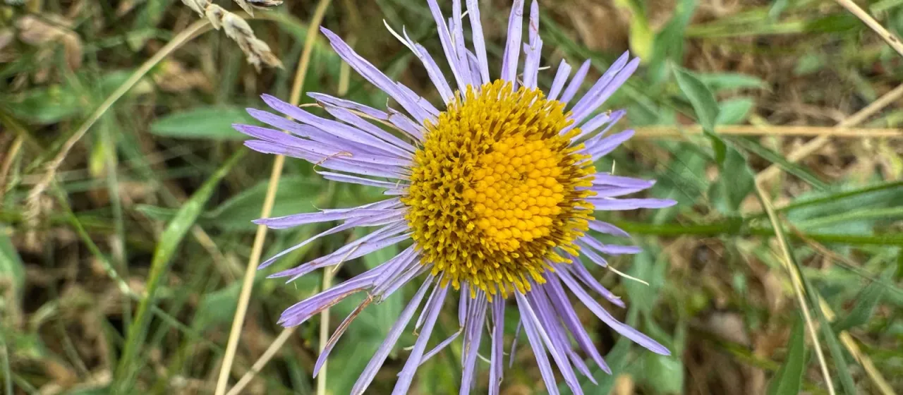 Aspen fleabane