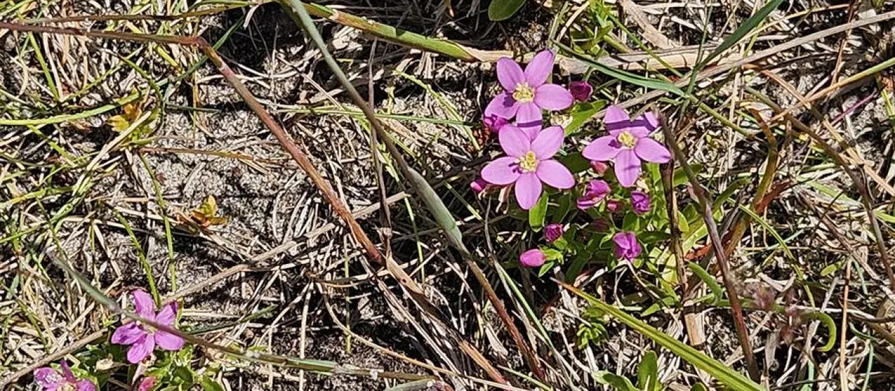 Centaurium littorale