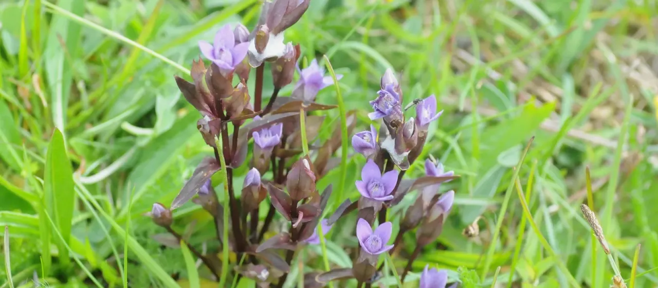Field gentian