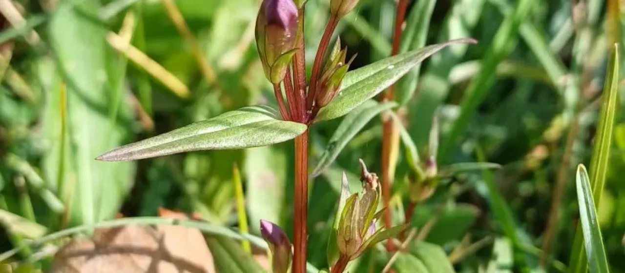 Dune gentian