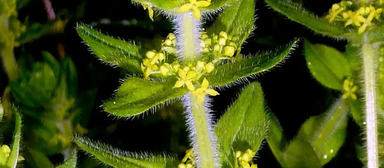 Crosswort