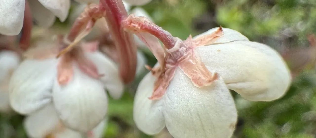 Norwegian wintergreen