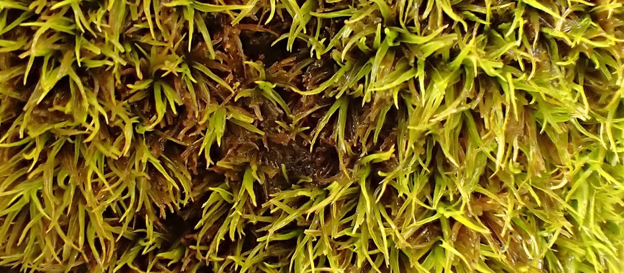 Fragile tortella moss