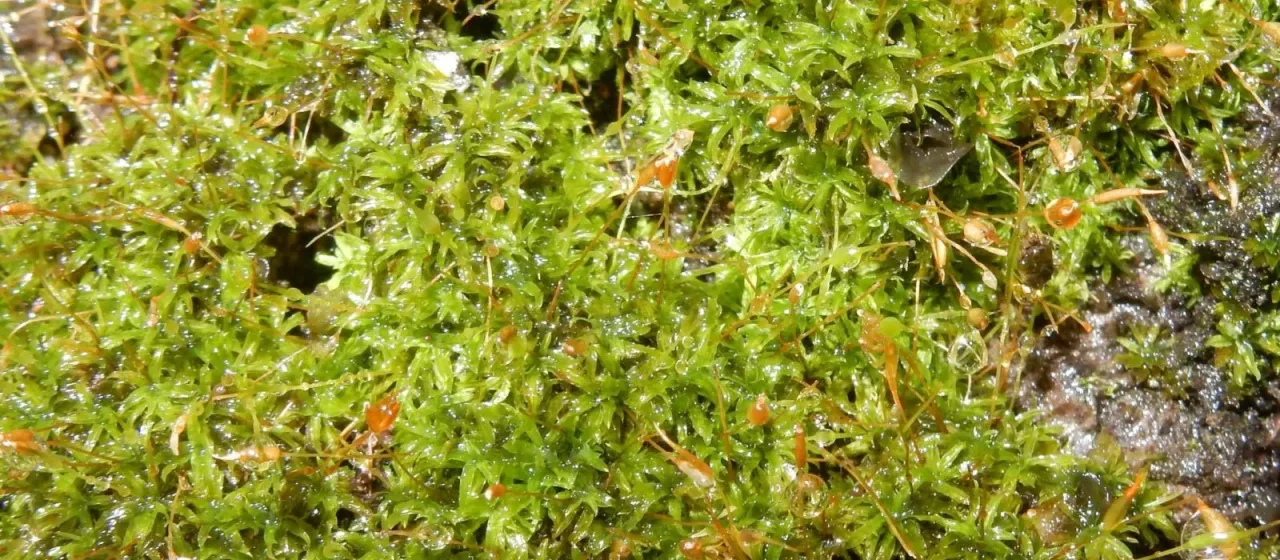 Tortella humilis