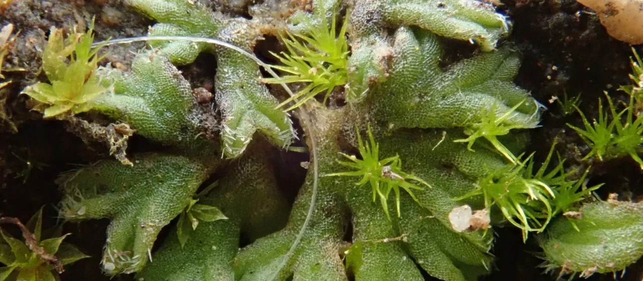 Riccia crozalsii