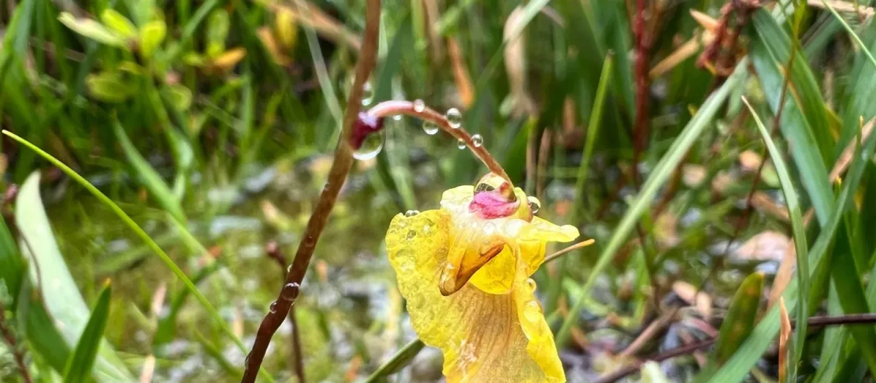 Pale bladderwort