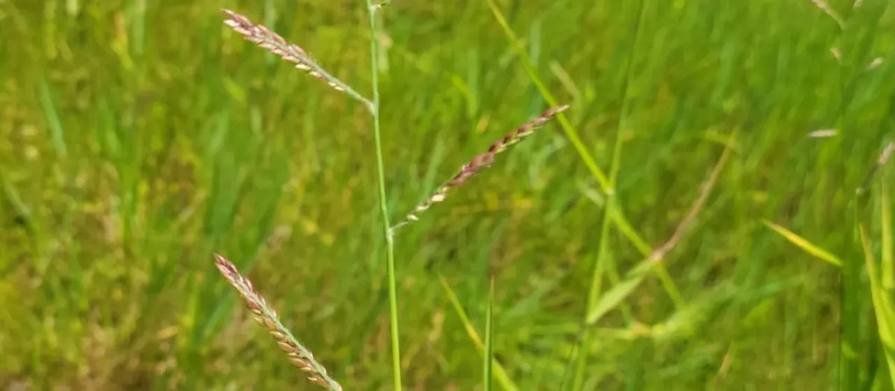 Eriochloa polystachya