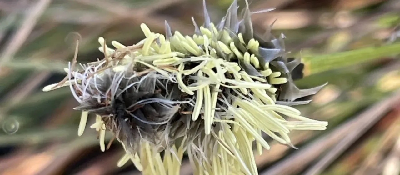 Hare's-tail cottongrass