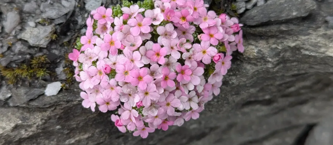 Alpine rock jasmine