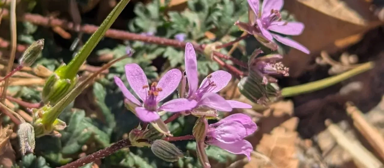 Common stork's-bill