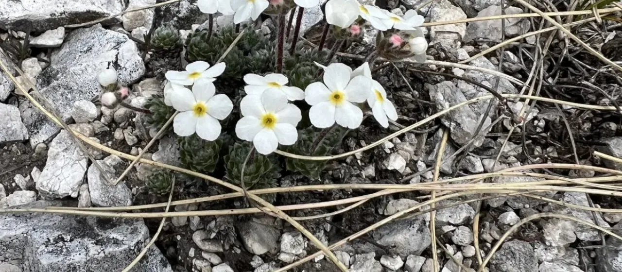 Androsace villosa