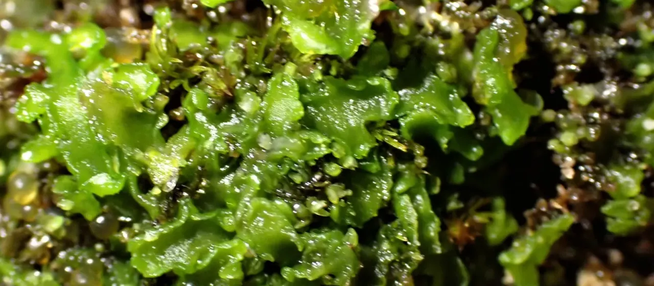 Riccardia incurvata