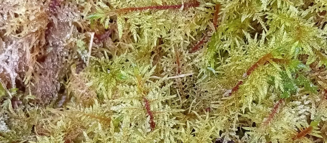 Hylocomium splendens