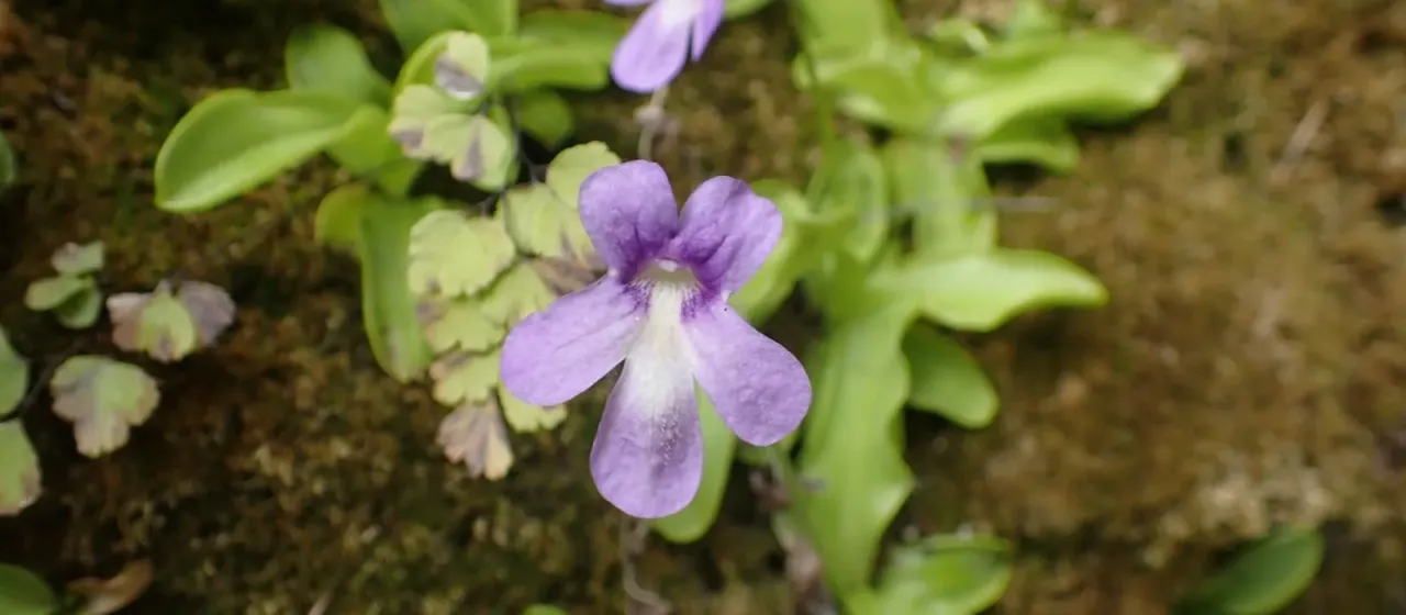 Pinguicula caussensis
