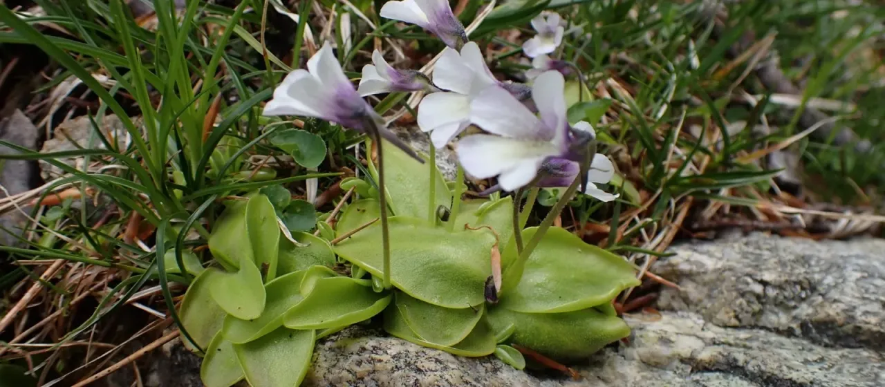 Corsican butterwort