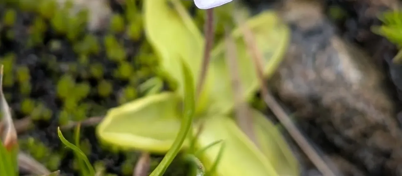 Balkan butterwort