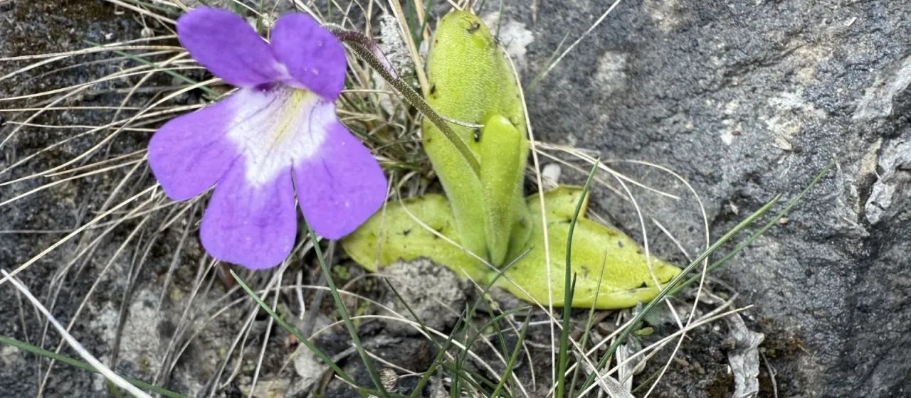 Long-leaved butterwort