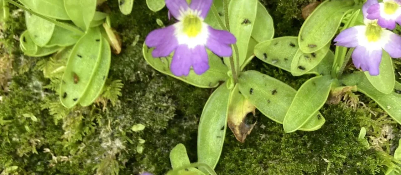 Pinguicula hirtiflora