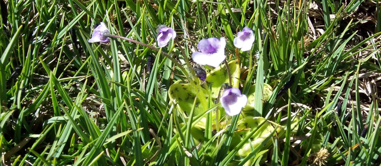Pinguicula nevadensis
