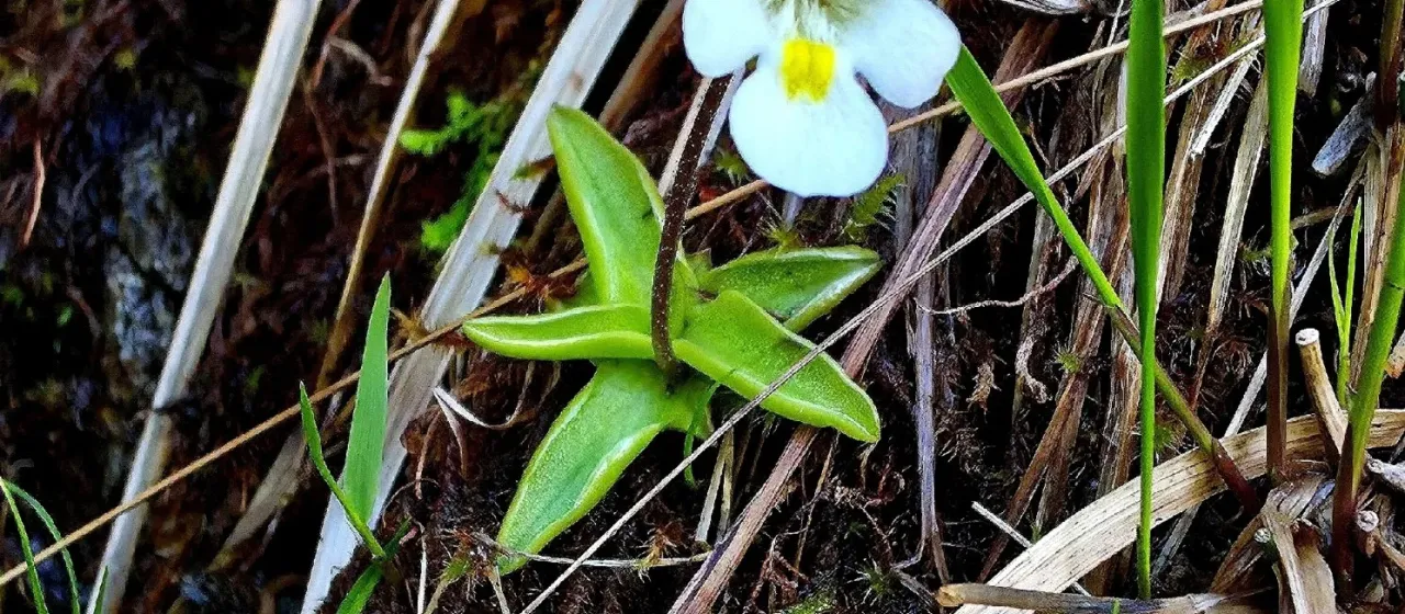 Alpine butterwort